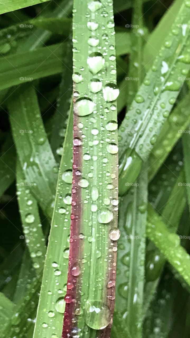 Raindrops on grass