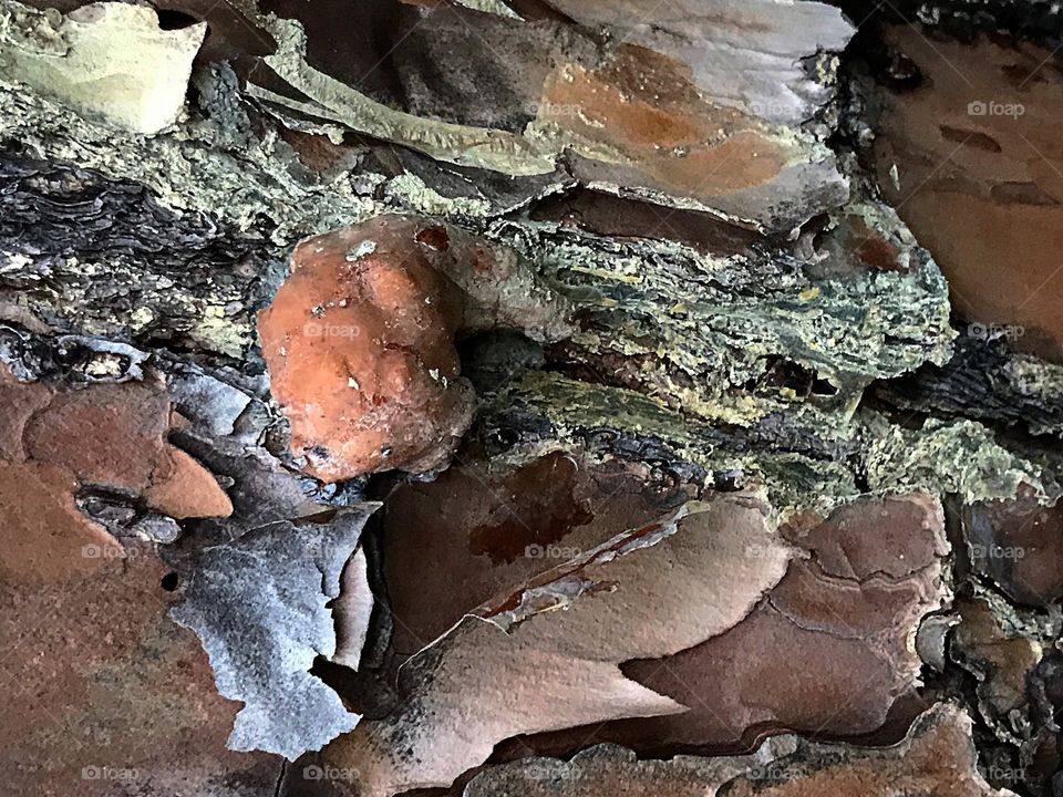 Bark and sap-creative texture 