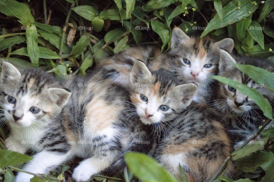 Cuddling kittens 
