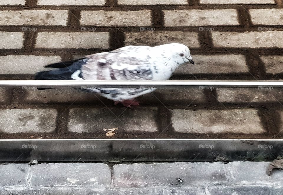 busy pigeon