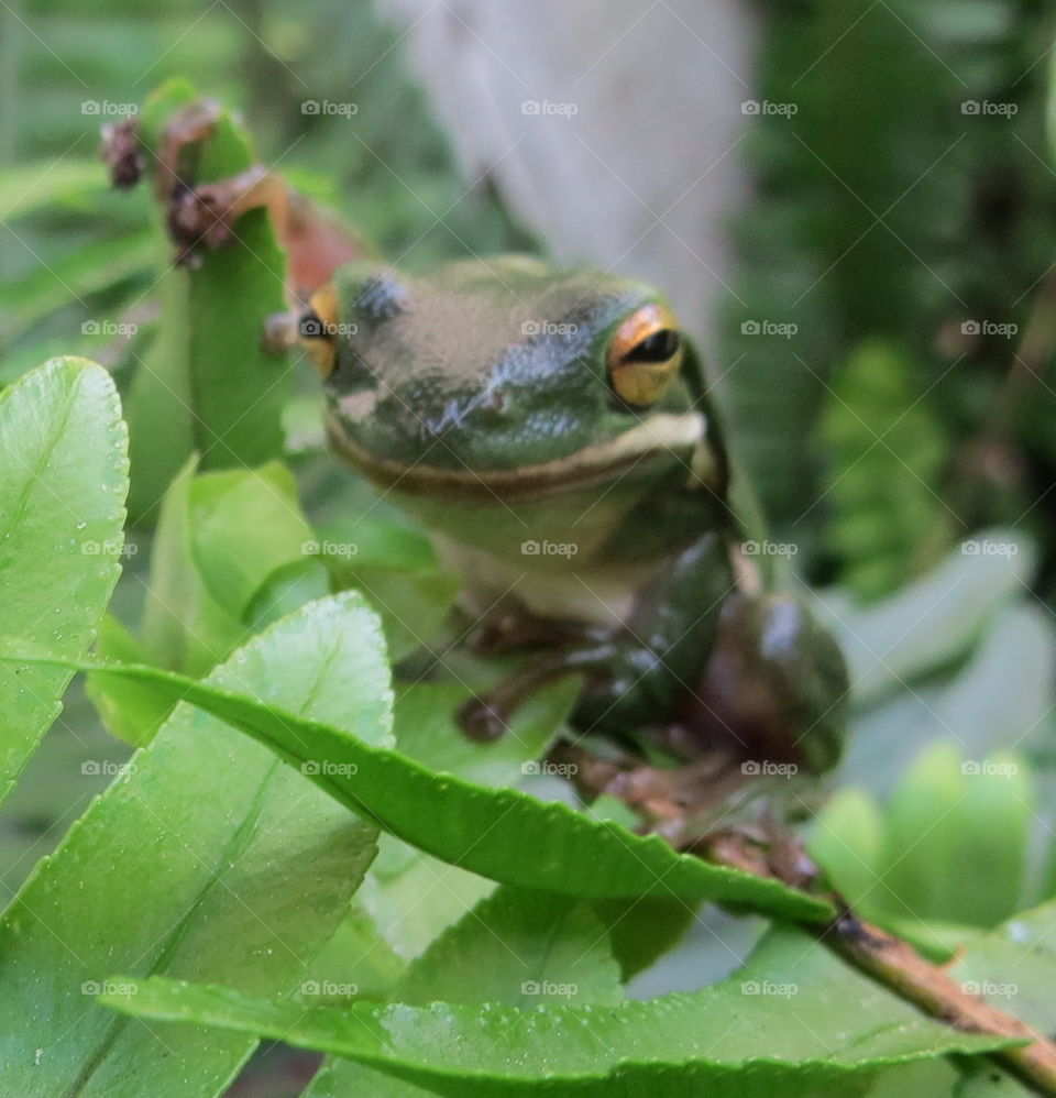 skeptical frog