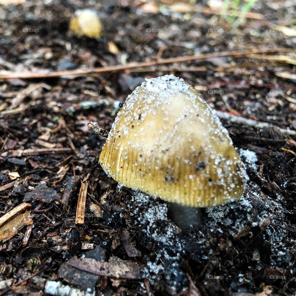 More Florida mushrooms in the forest.
