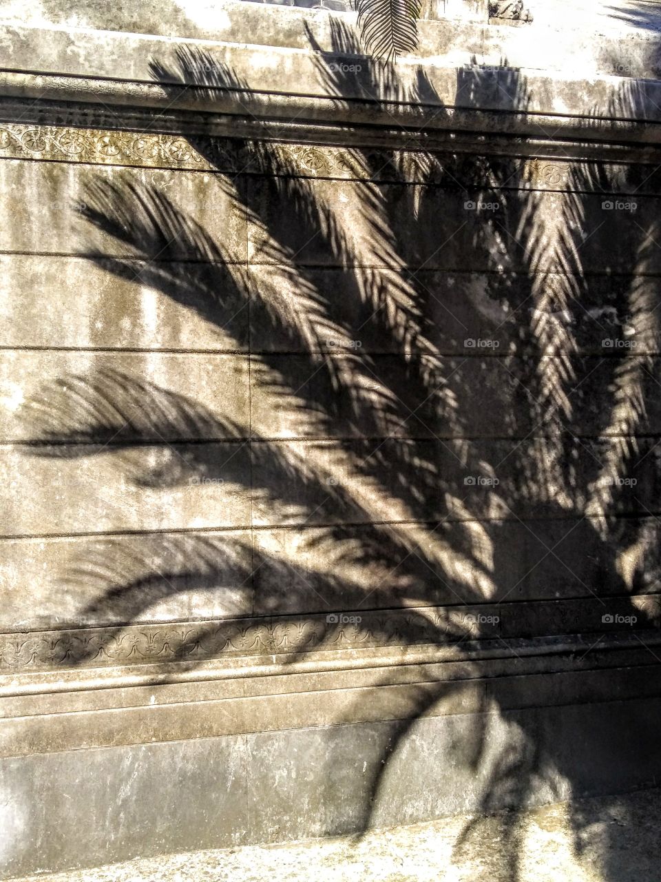 Palm tree reflection