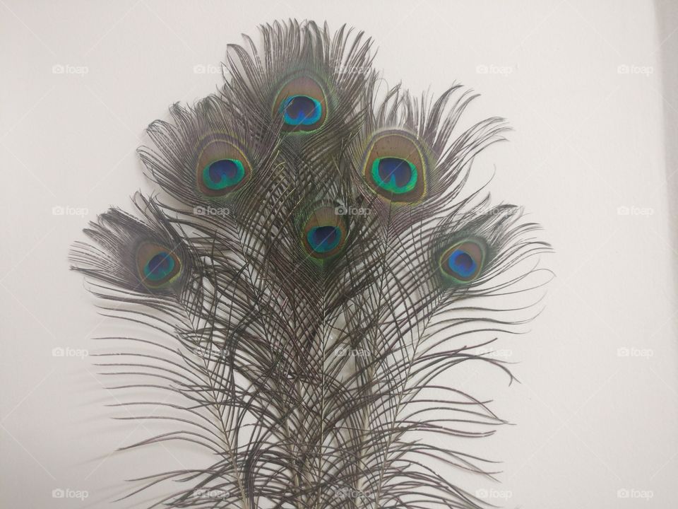 Peacock feathers array