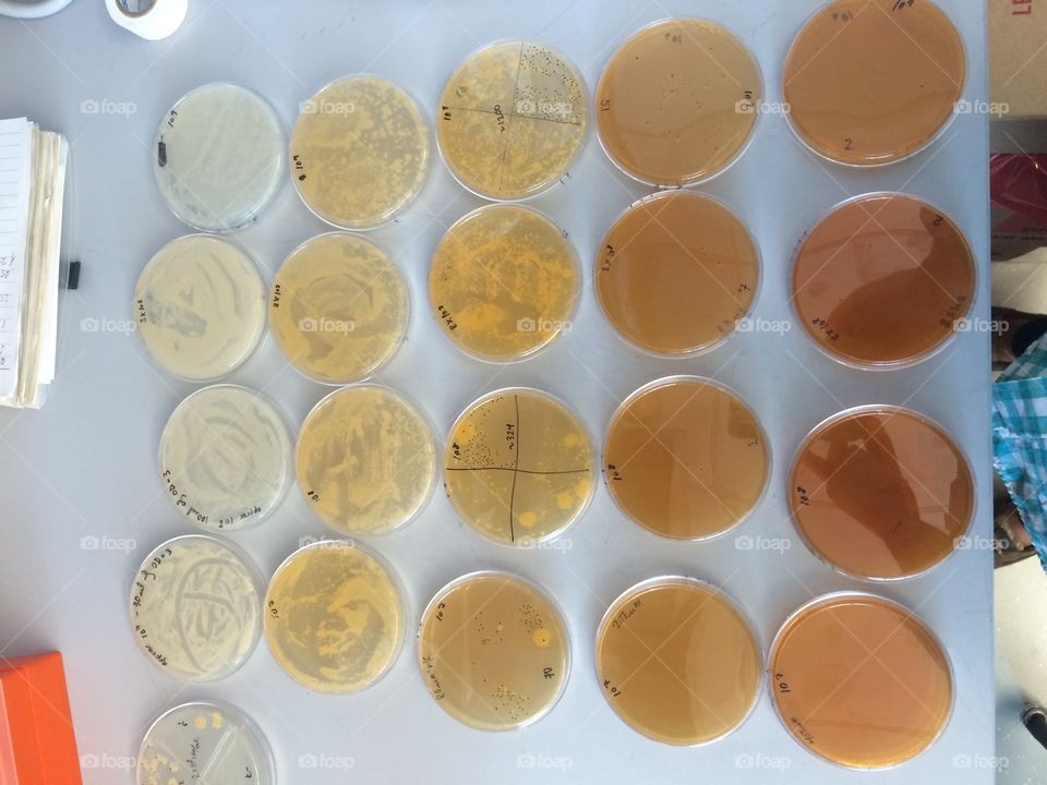 Bacteria on petri plates. A laboratory experiment involving growth of bacteria on agar petri plates.