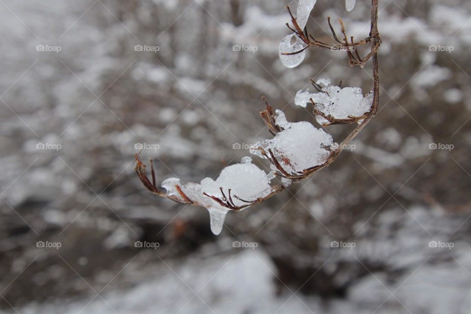 Branch holds snow in winter northeast Ohio 