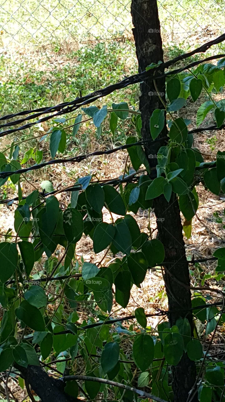 leaf
