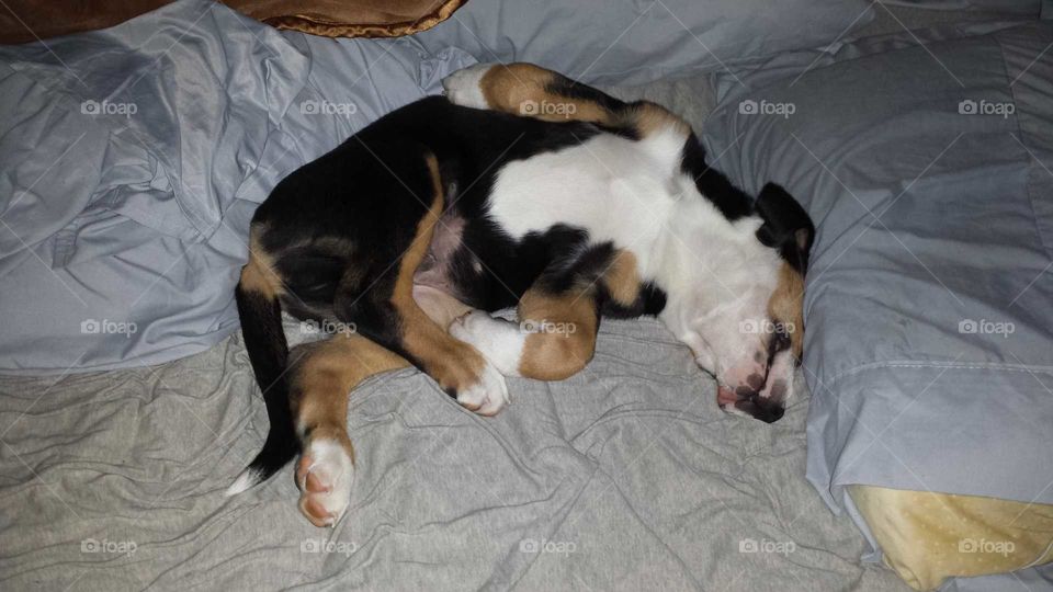 Swissy Puppy Sleeping