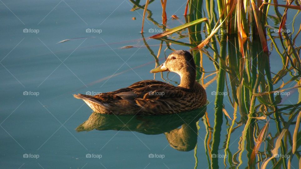 Mallard Duck Floating by Cattails with Reflection