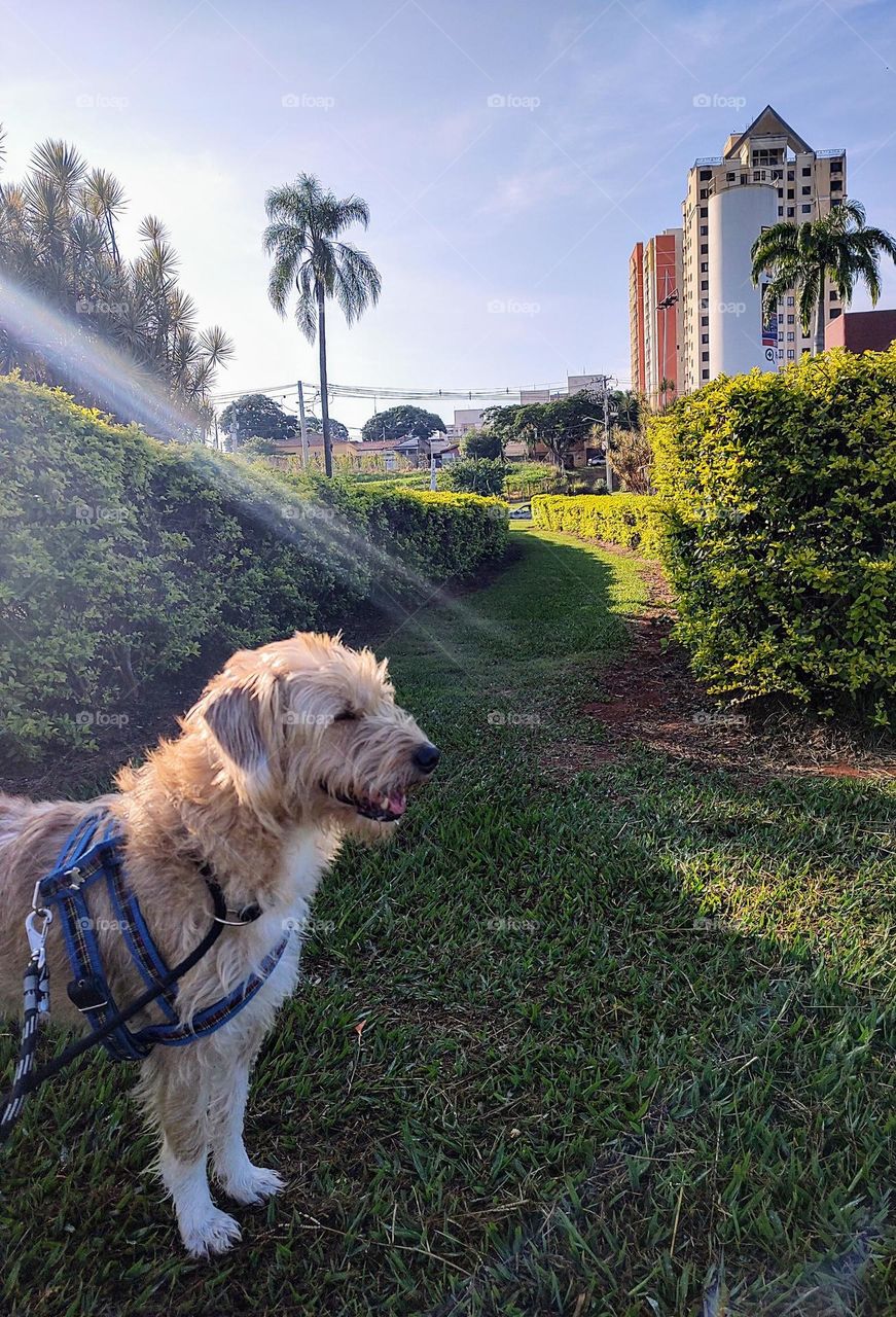 Goldendoodle - Indaiatuba Ecological Park