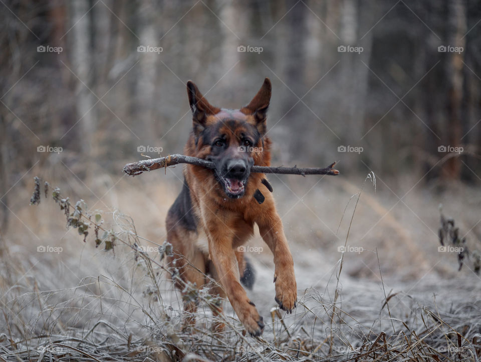 German shepherd dog walking in a winter park 