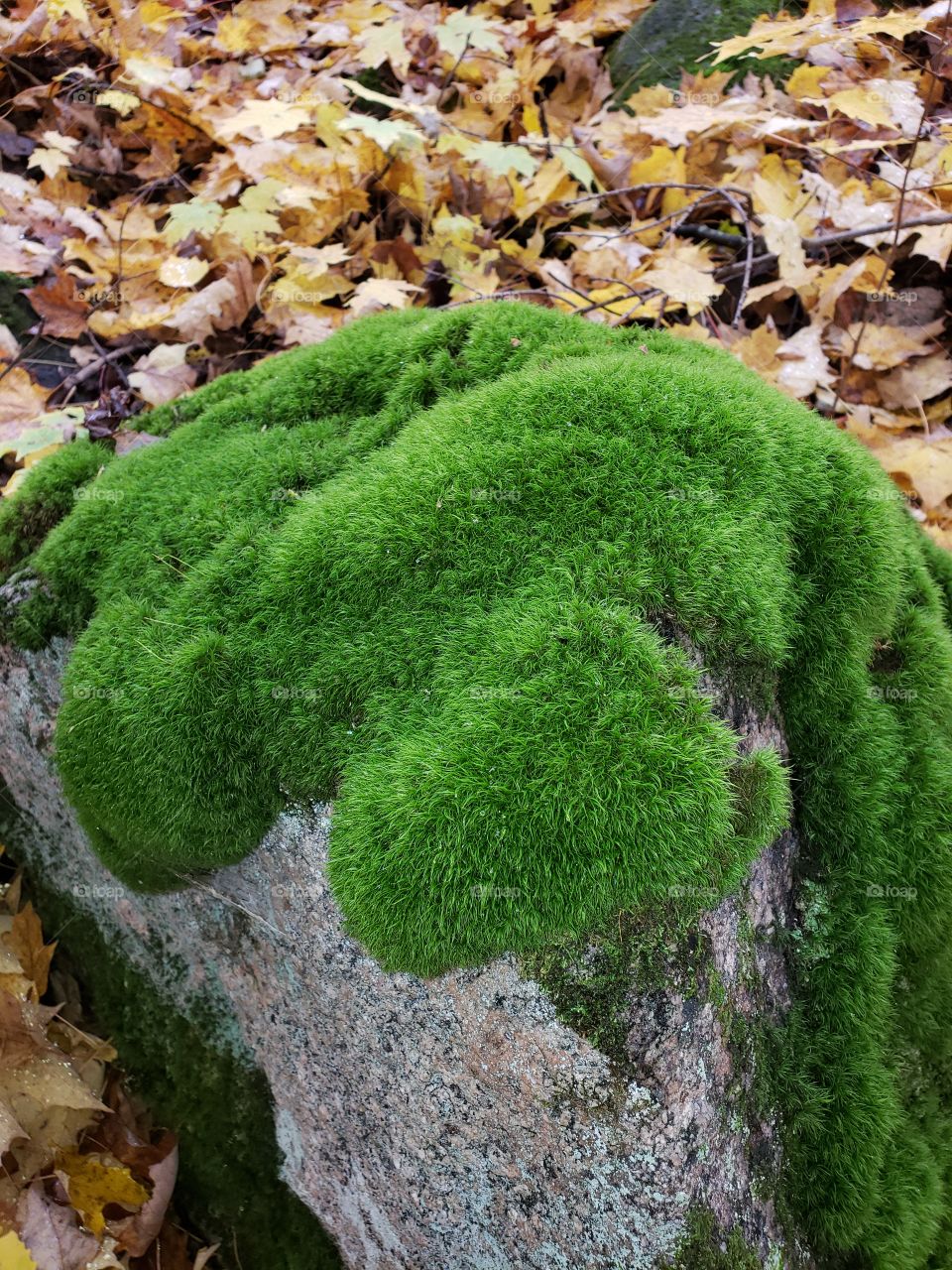 thick Moss on a large Stone in nature
