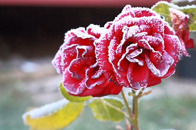 flowers flower cold rose by arman