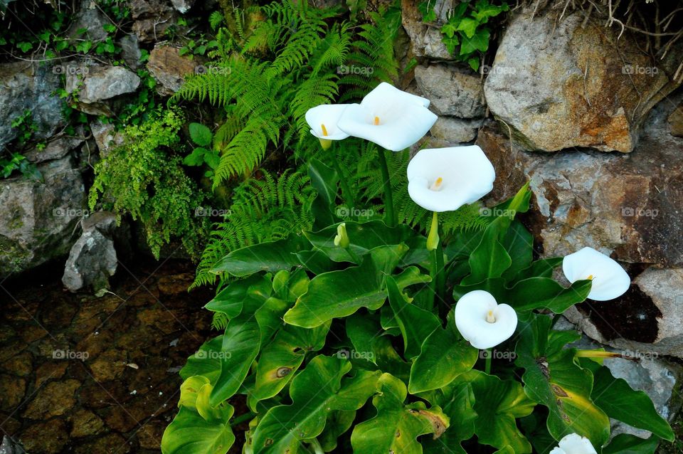 flowers of my garden