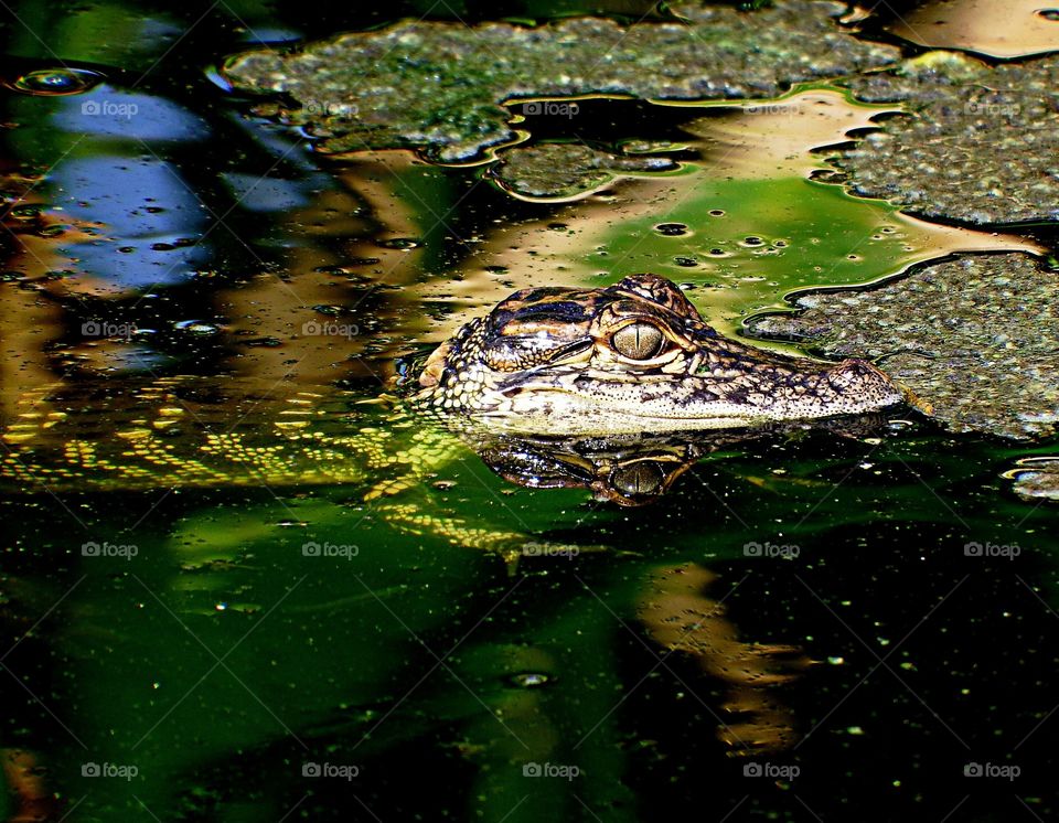 Baby alligator 