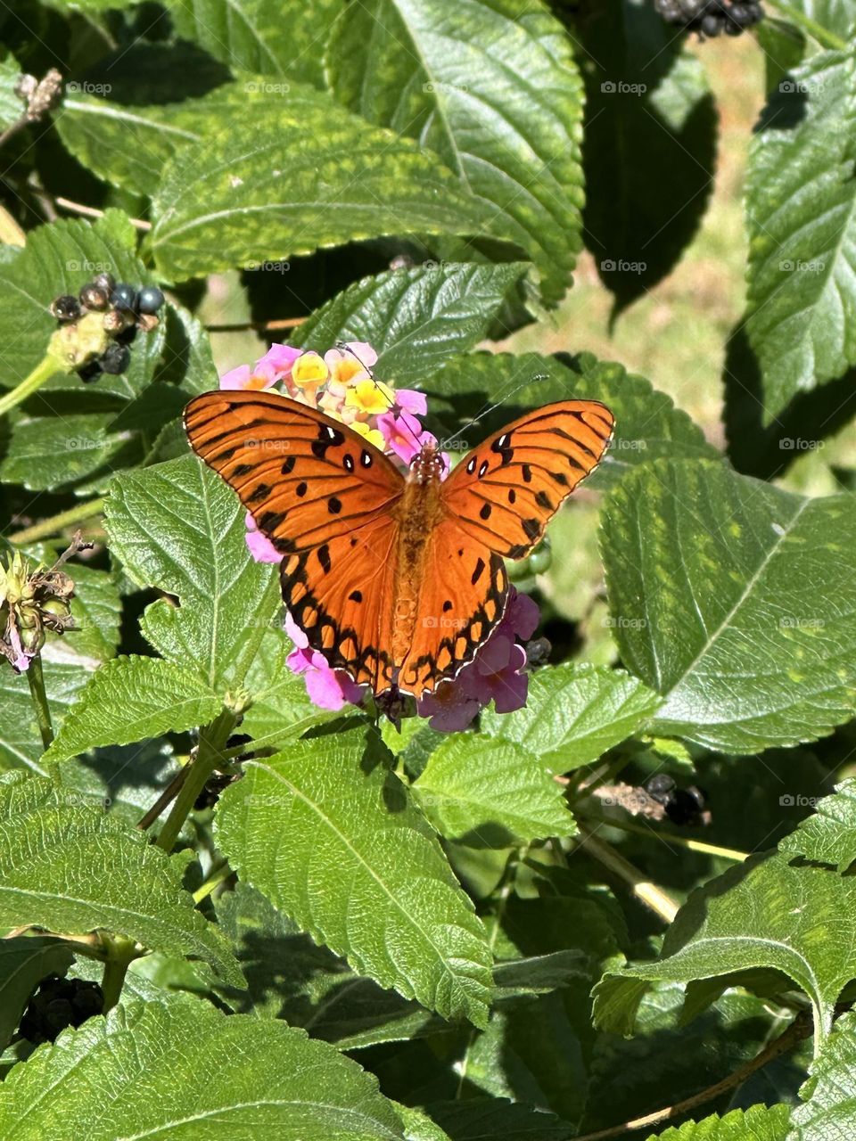 A Gulf Fritillary butterfly drinks nectar on a bi-color lantana flower. Beautiful orange and black butterfly with white spots and white markings on head 