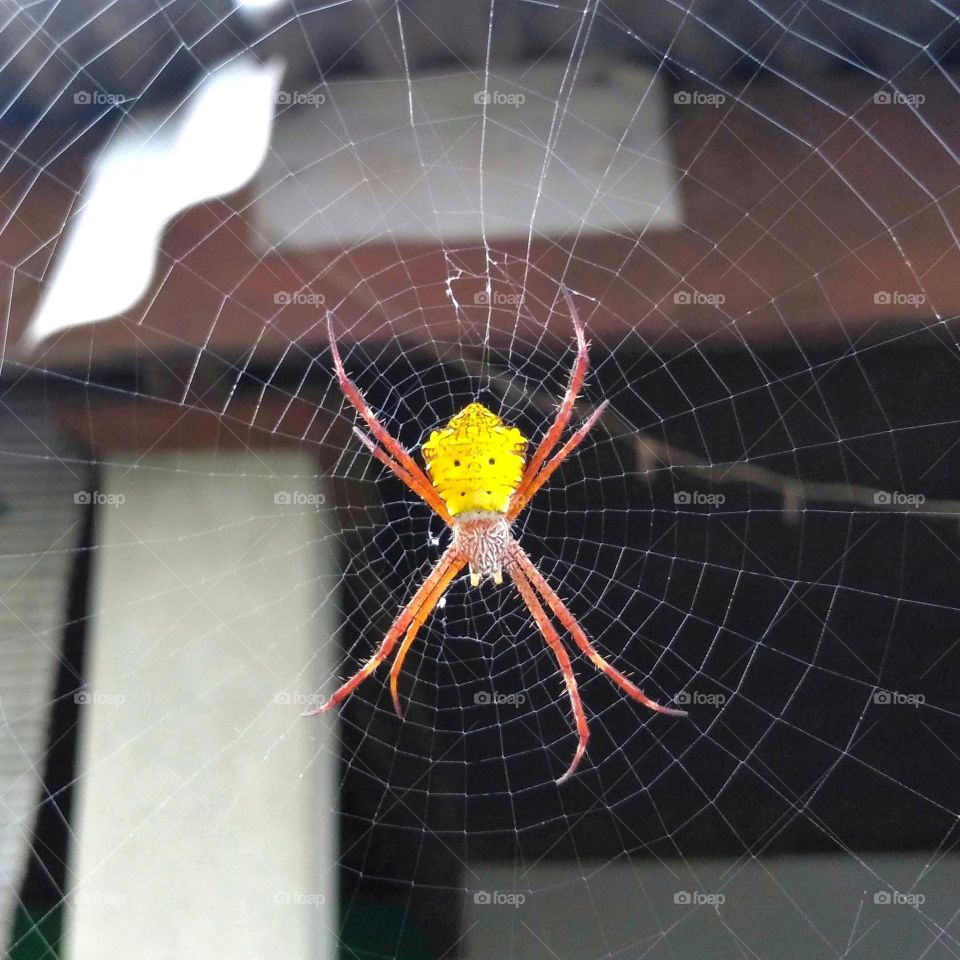 Yellow spider on web