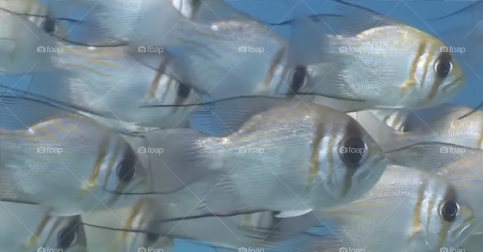 The fish