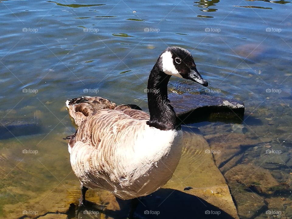 Goose