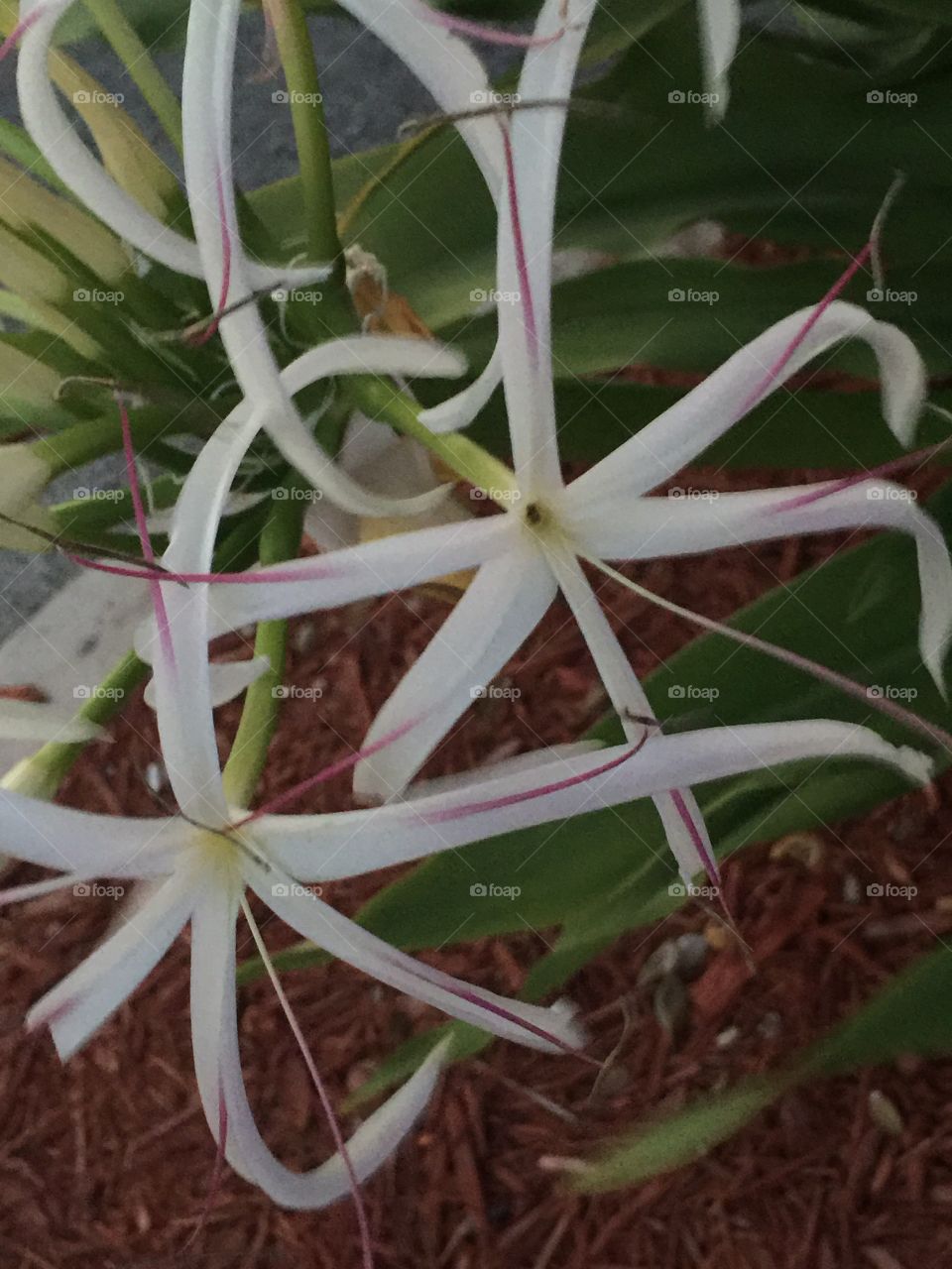 Tropical Blooms