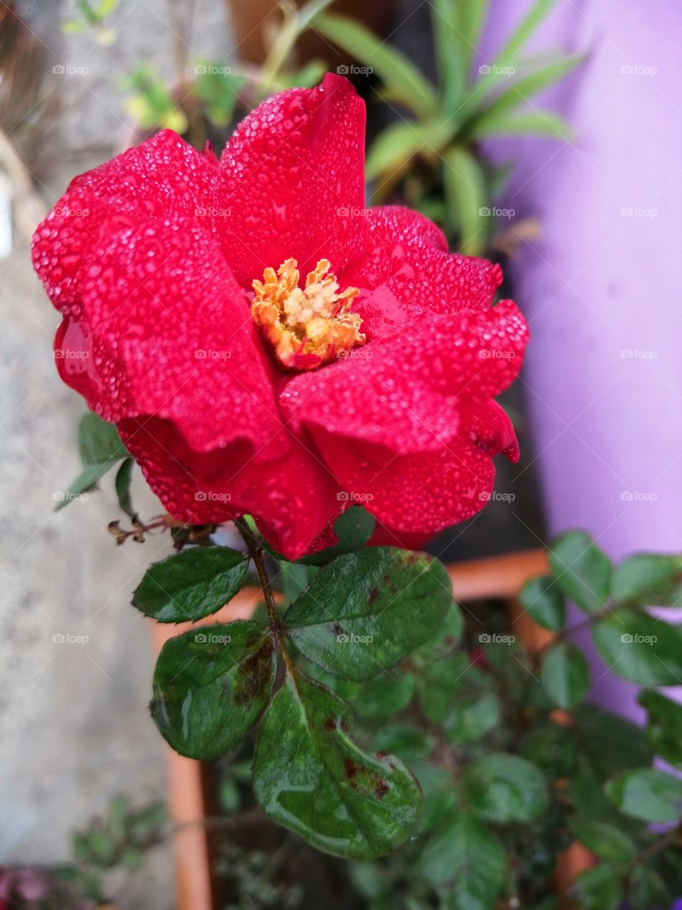 Plants around us. Beautiful red rose plant at my home.