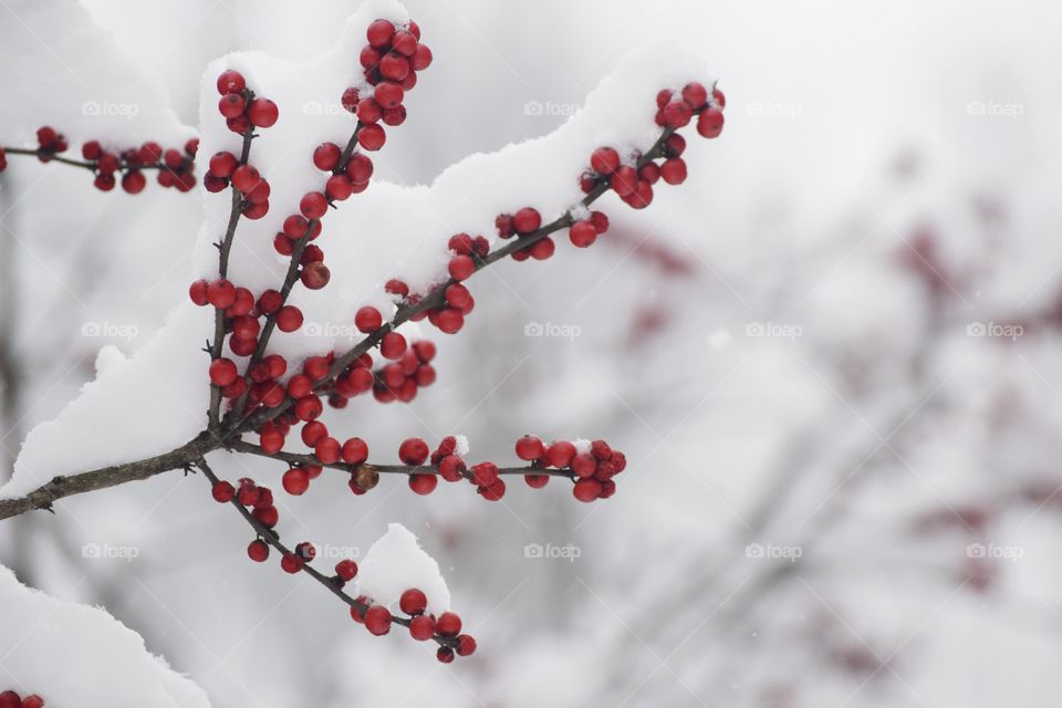 Berries in Winter