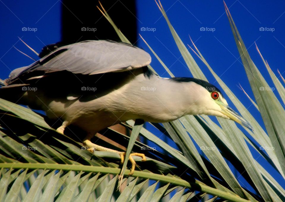 Black-crowned Night Heron Landing in Palms