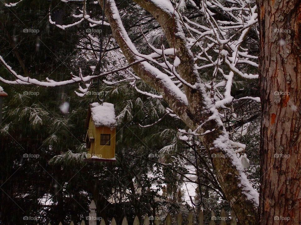 Bird house in snow