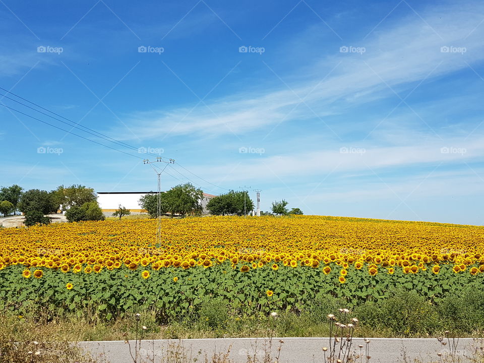 Agriculture, Landscape, No Person, Nature, Flower