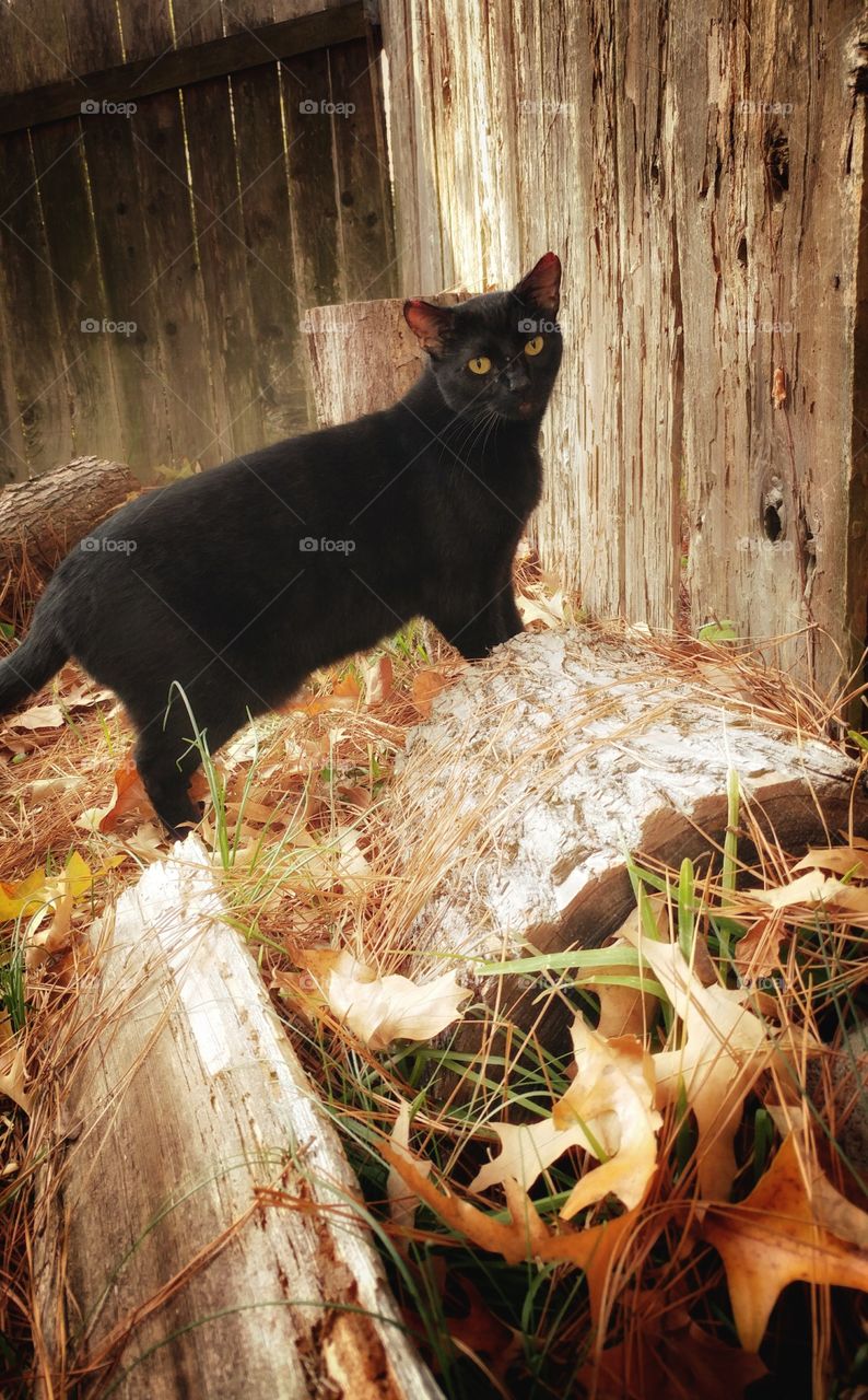 Ninja Black Bear Cat