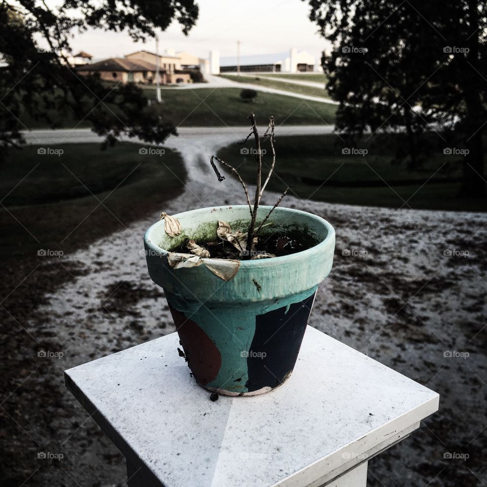 More of a sad feeling photo, dead plant;dark world. 