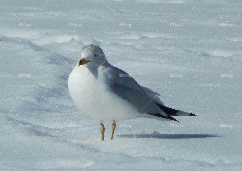 Seagull in the Snow
