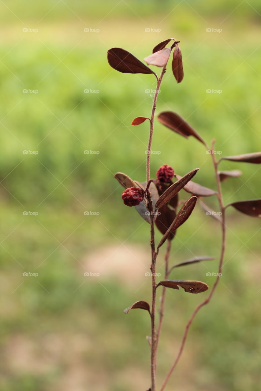 Lingonberries, strawberries, berries, fresh berries, a carpet of berries, dried berries, a branch, on a bush,