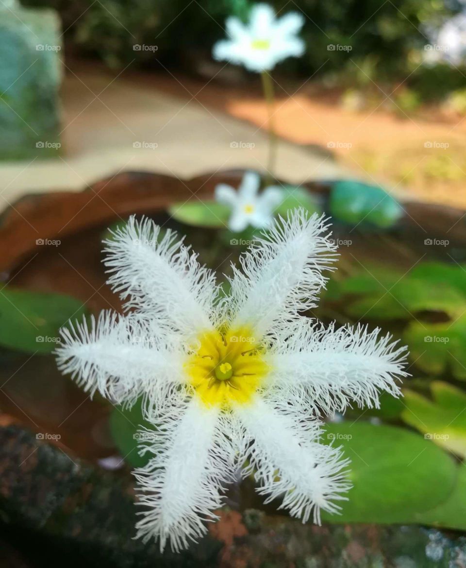 White with yellow flower