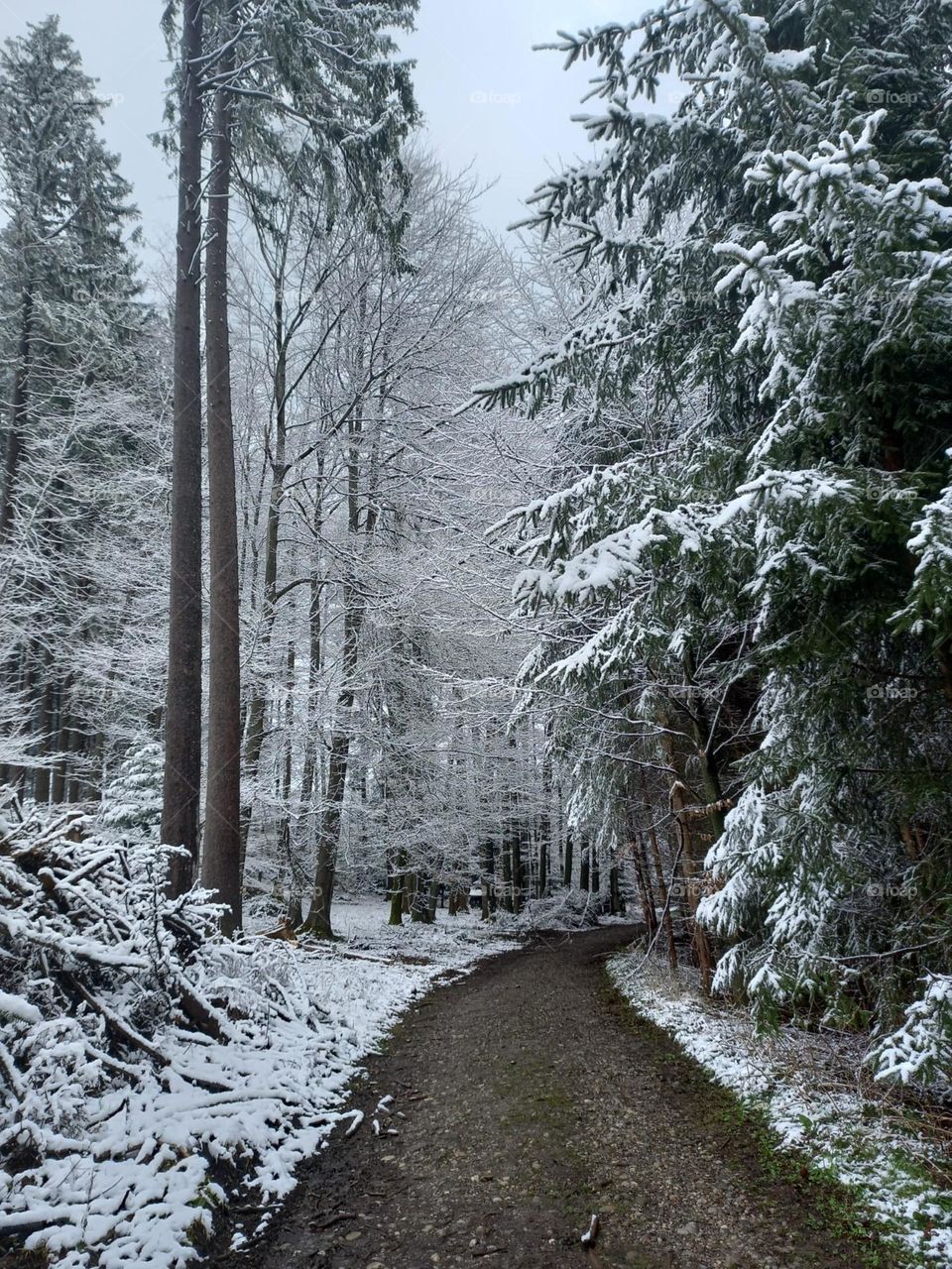 Snowfall in Early Spring