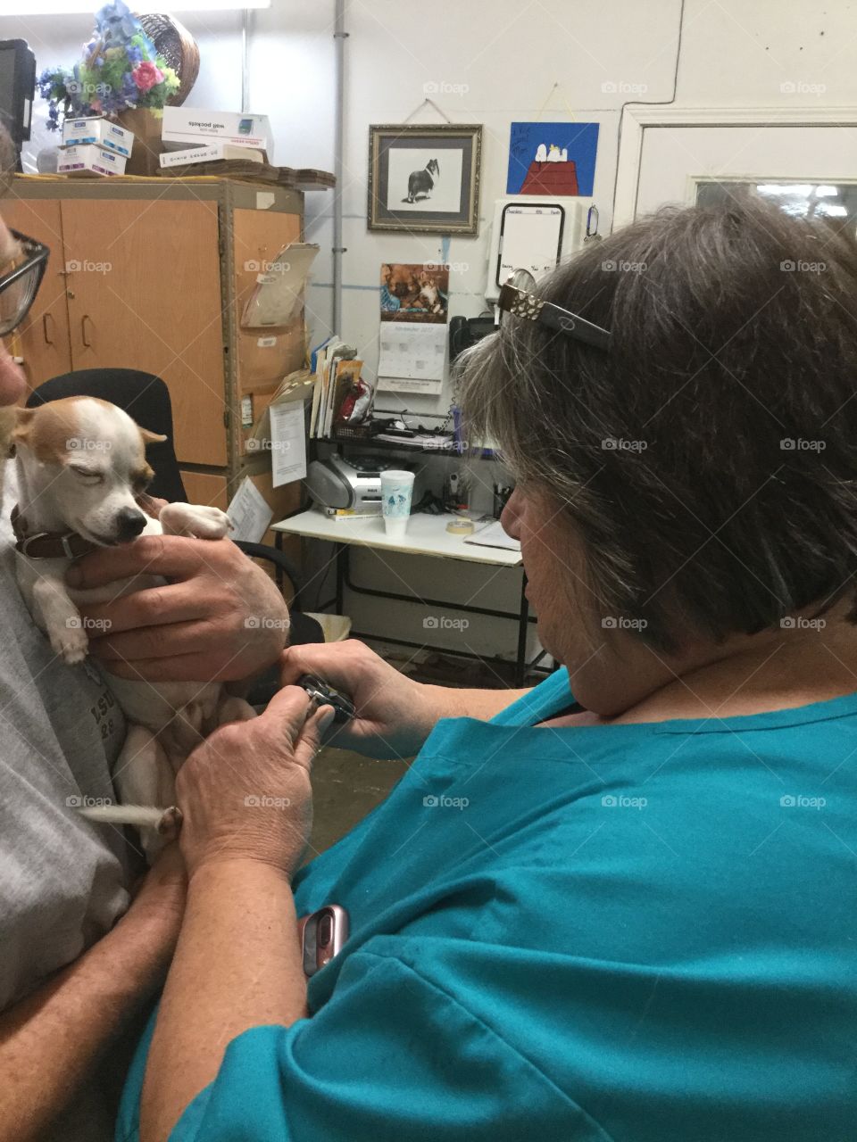 My chihuahua puppy getting his nails clipped at the Veterinarian Office 