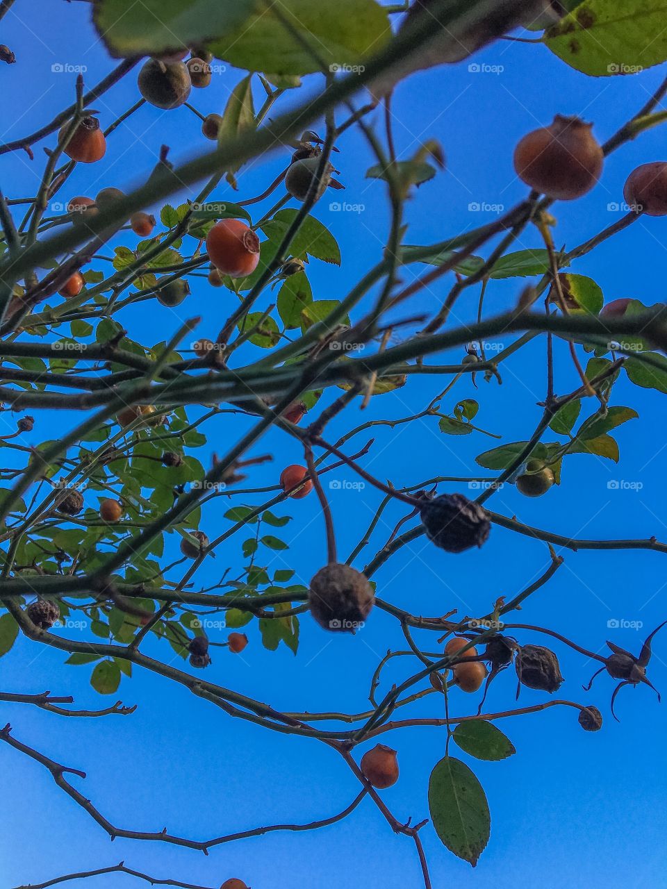 Orange Fruit Bush