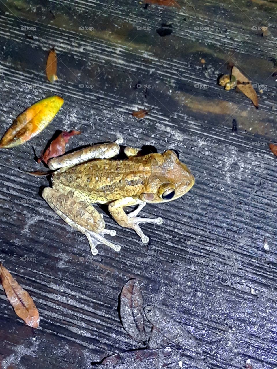 frog on steps