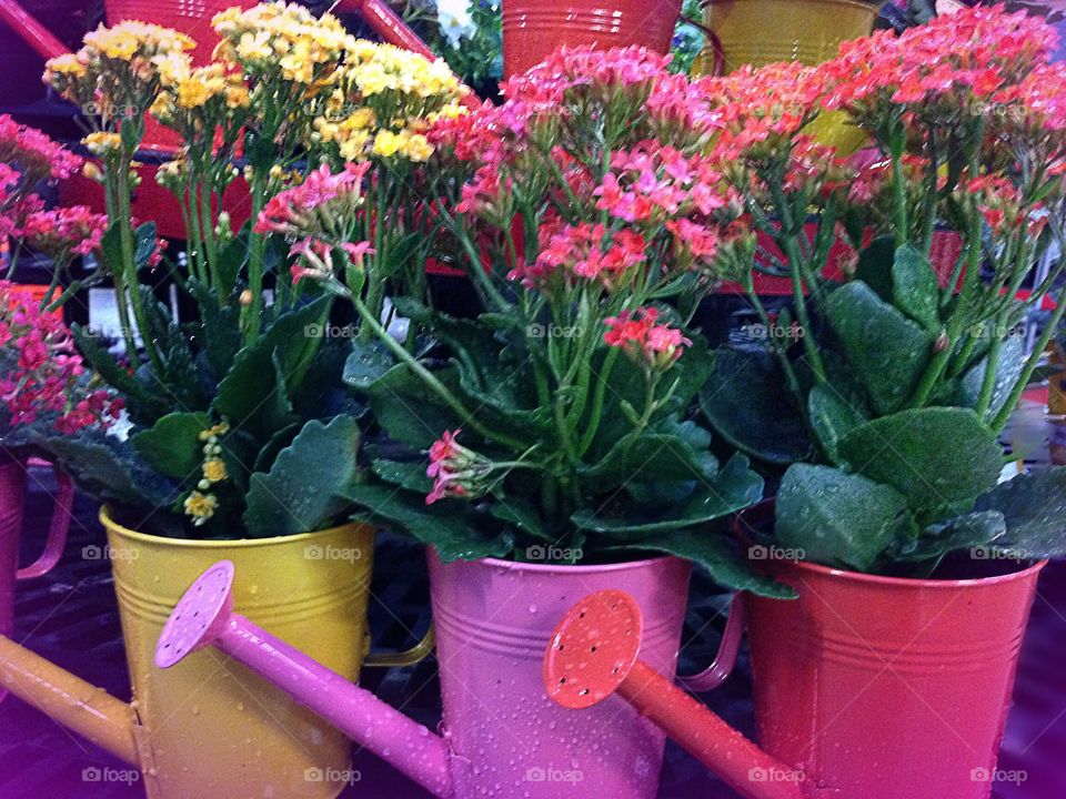 Close-up of flowering plants