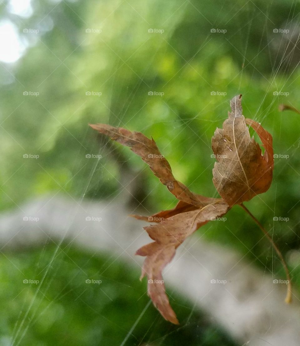 leaf caught in a web.