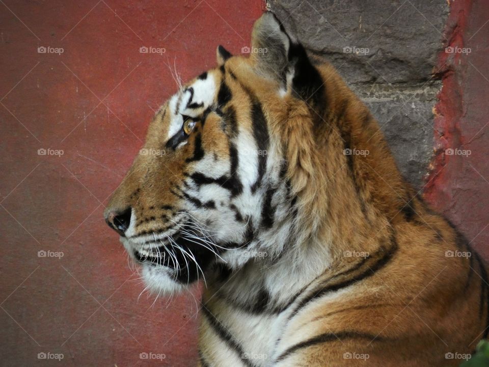 tiger portrait