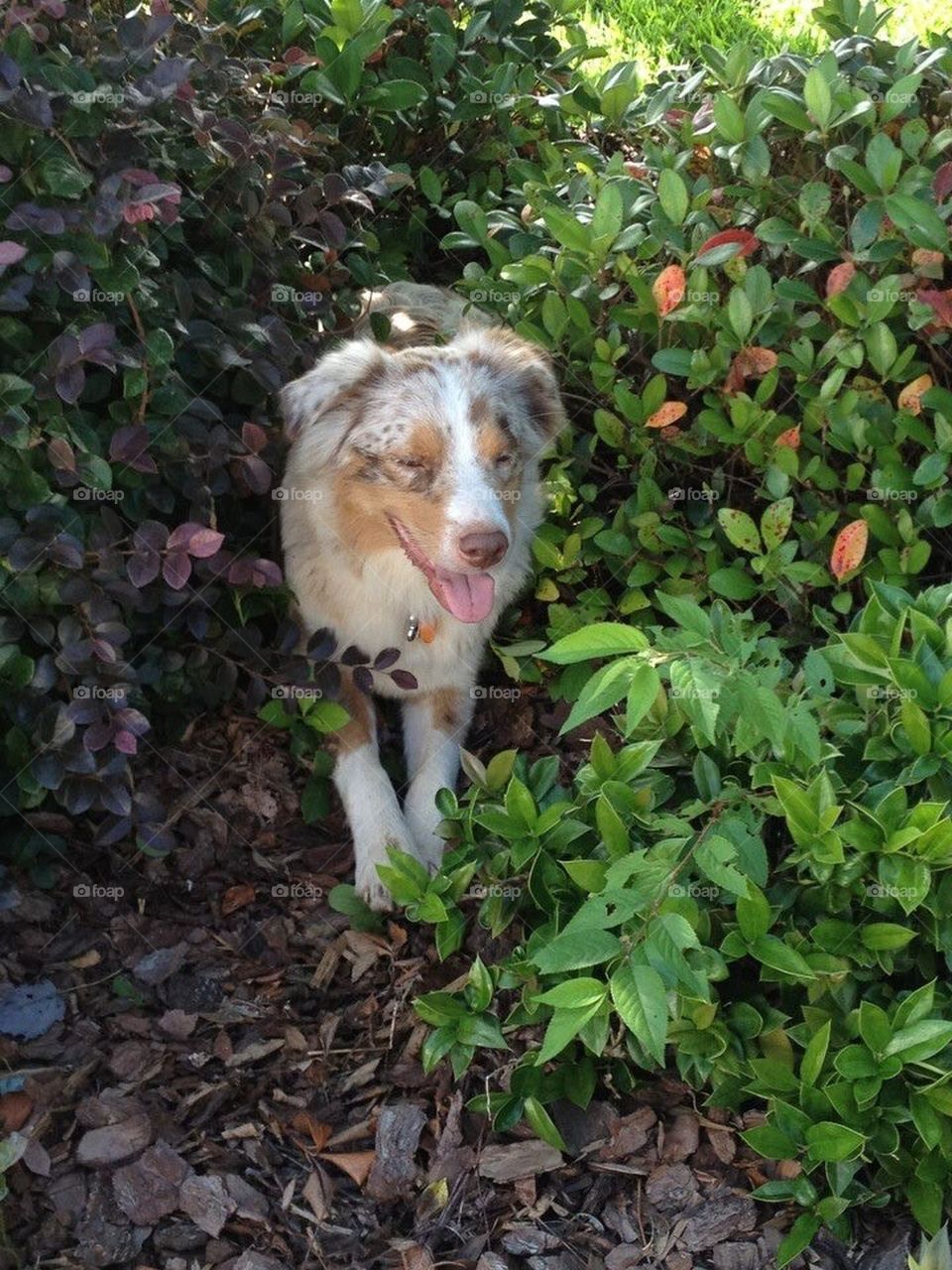 Red Merle Australian shepherd 