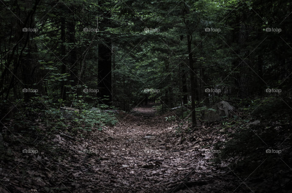 Dark forest. Hiking trail at Monument mountain
