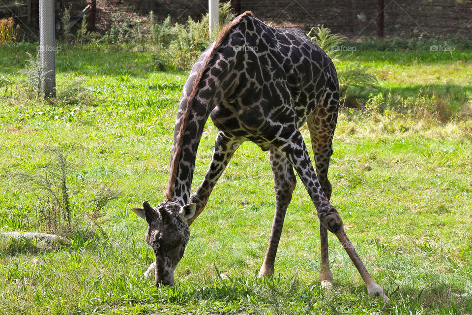 park zoo feeding giraffe by sarali11
