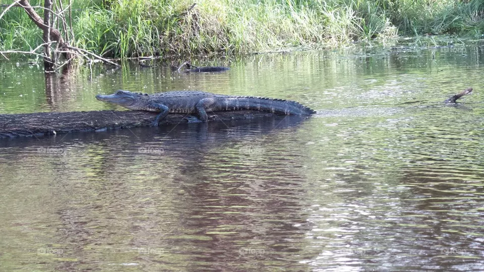 Gator