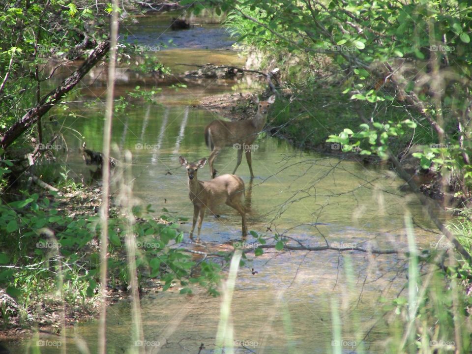 2 Doe playing in a stream