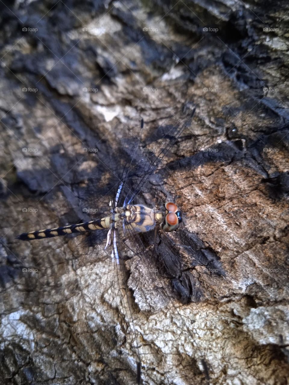 A beautiful dragonfly with similar texture to the tree trunk.