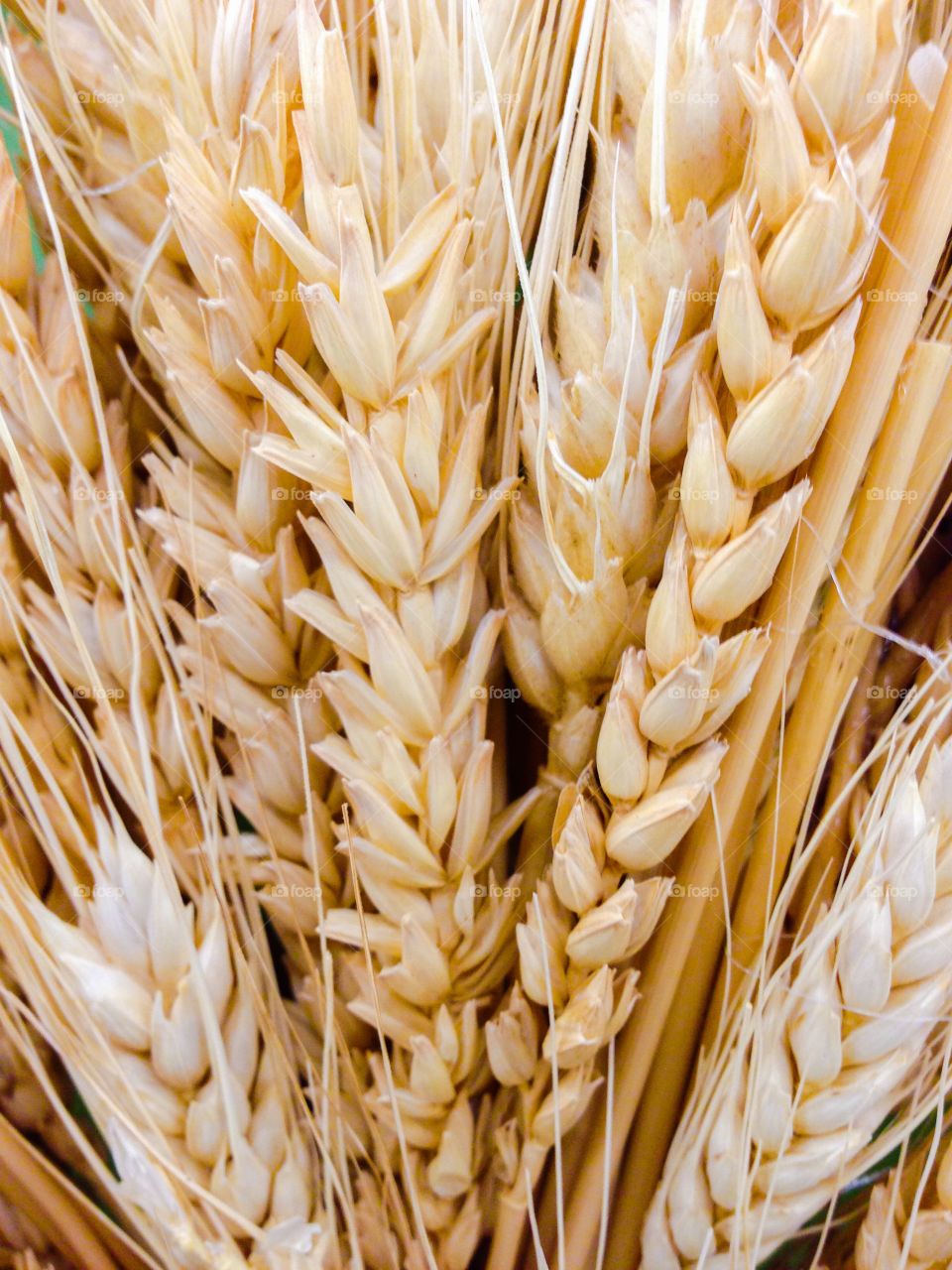 Harvested wheat