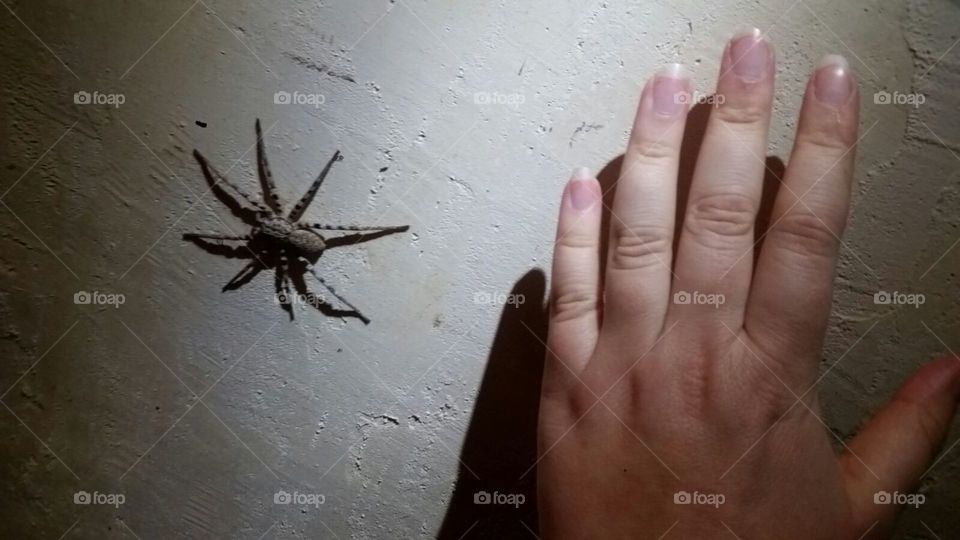 Large spider in Madagascar