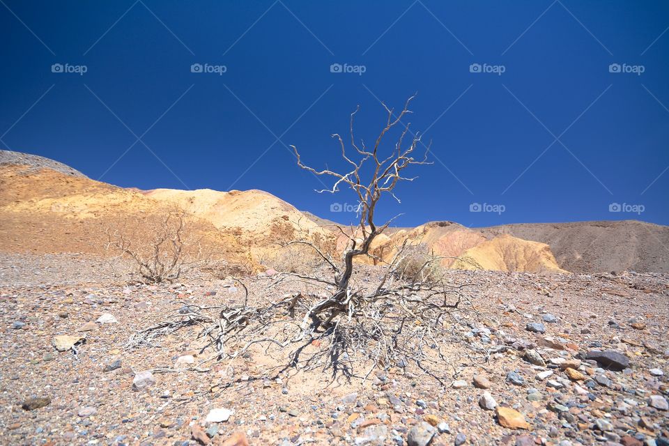 The remains of the burning bush? No, just another victim of the killing heat in Death Valley in California 